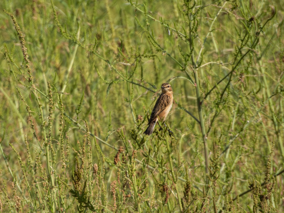 Whinchat - ML642595732