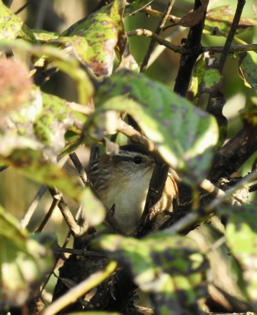 Marsh Wren - ML642595746