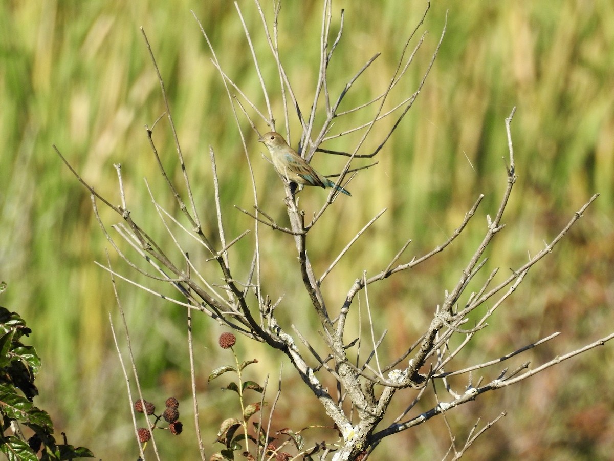 Indigo Bunting - ML642595770