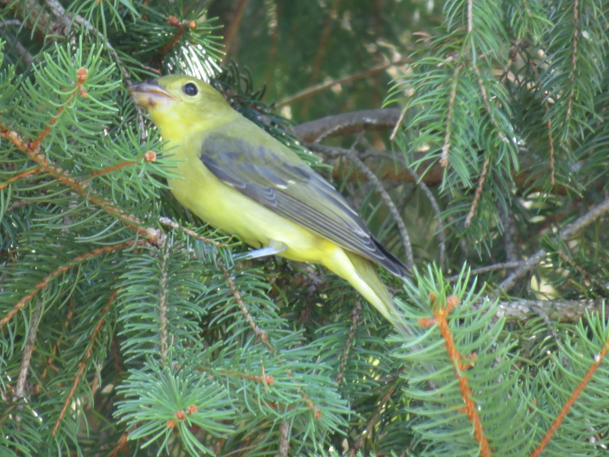 Piranga écarlate - ML642595776