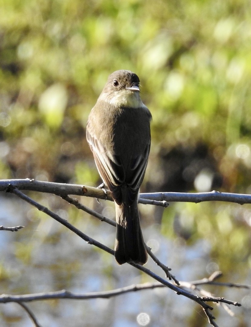 Eastern Phoebe - ML642595777