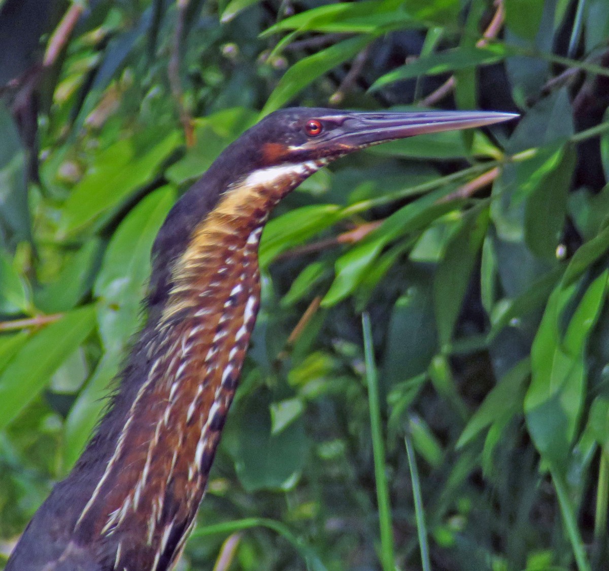 Black Bittern - ML642595780