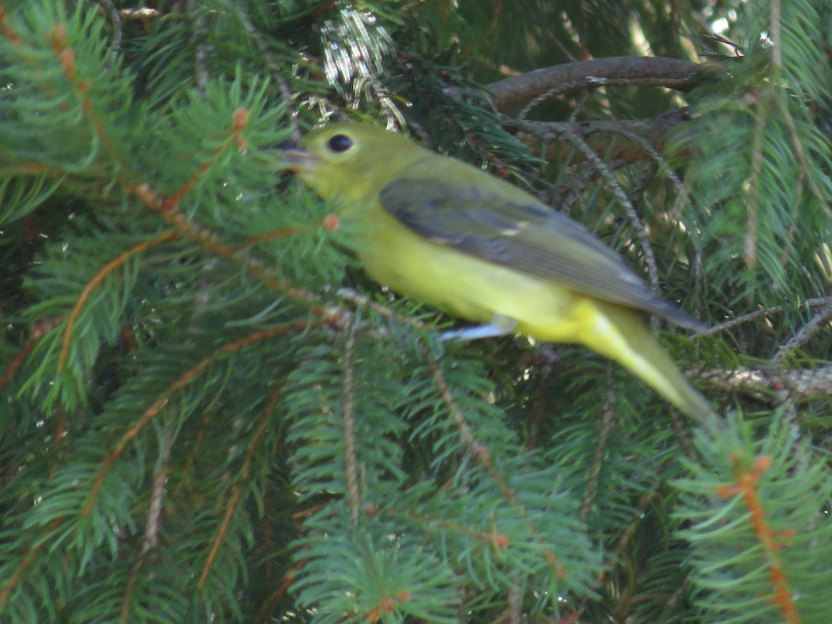 Piranga écarlate - ML642595789