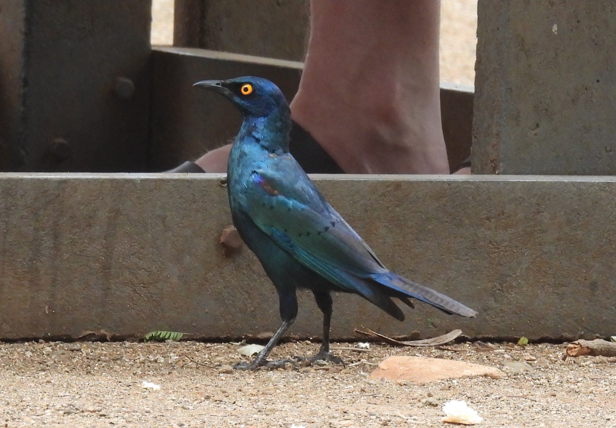 Cape Starling - ML642595790