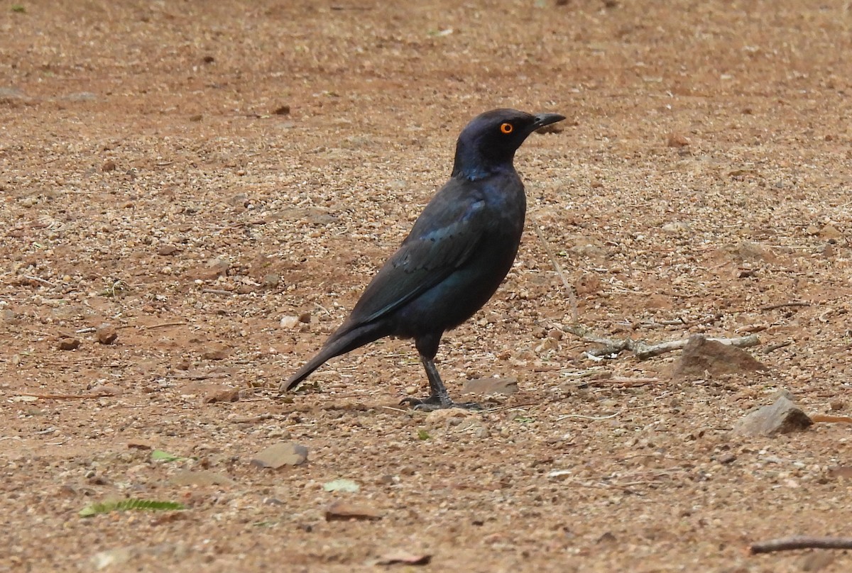 Cape Starling - ML642595791