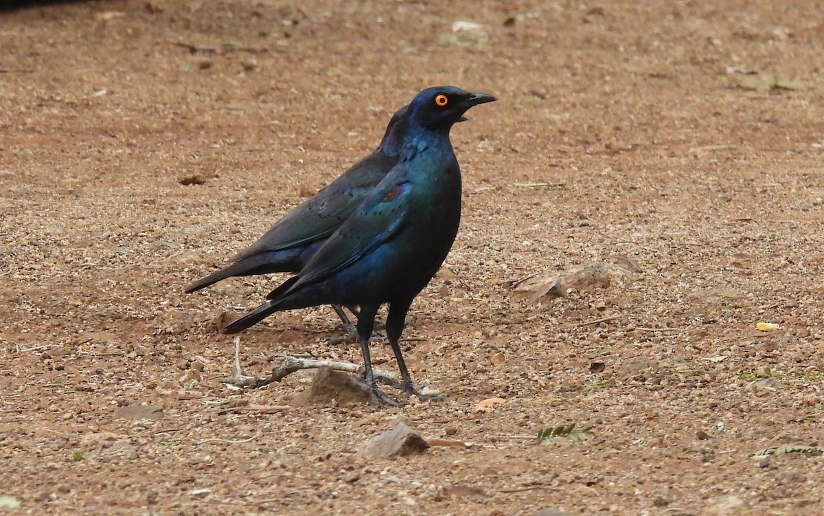 Cape Starling - ML642595792
