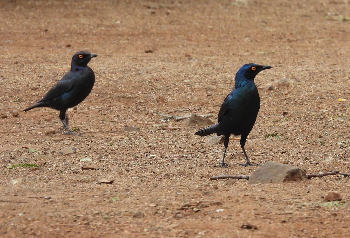 Cape Starling - ML642595794