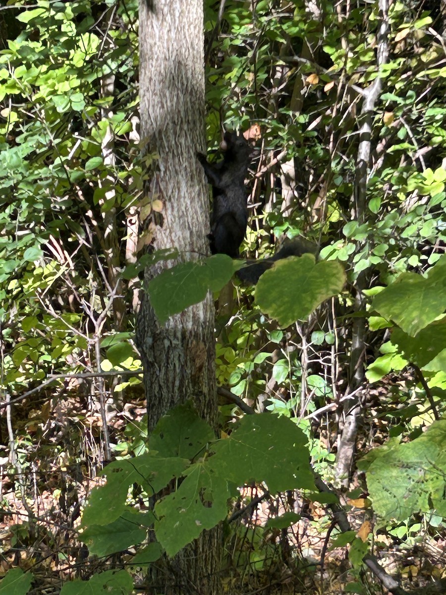 Animals - ML642595800