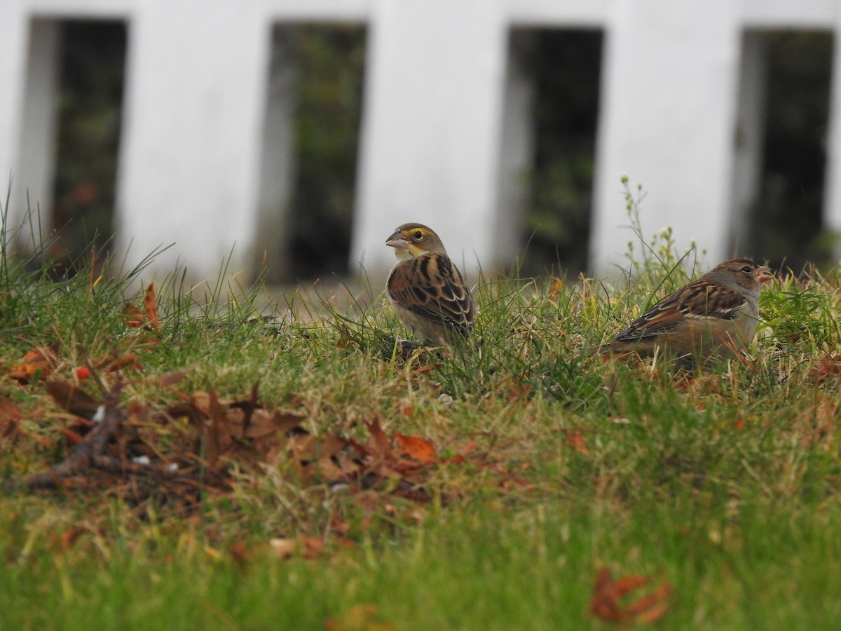 Dickcissel - ML642595807
