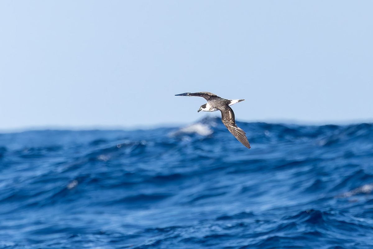 Black-capped Petrel - ML642595829