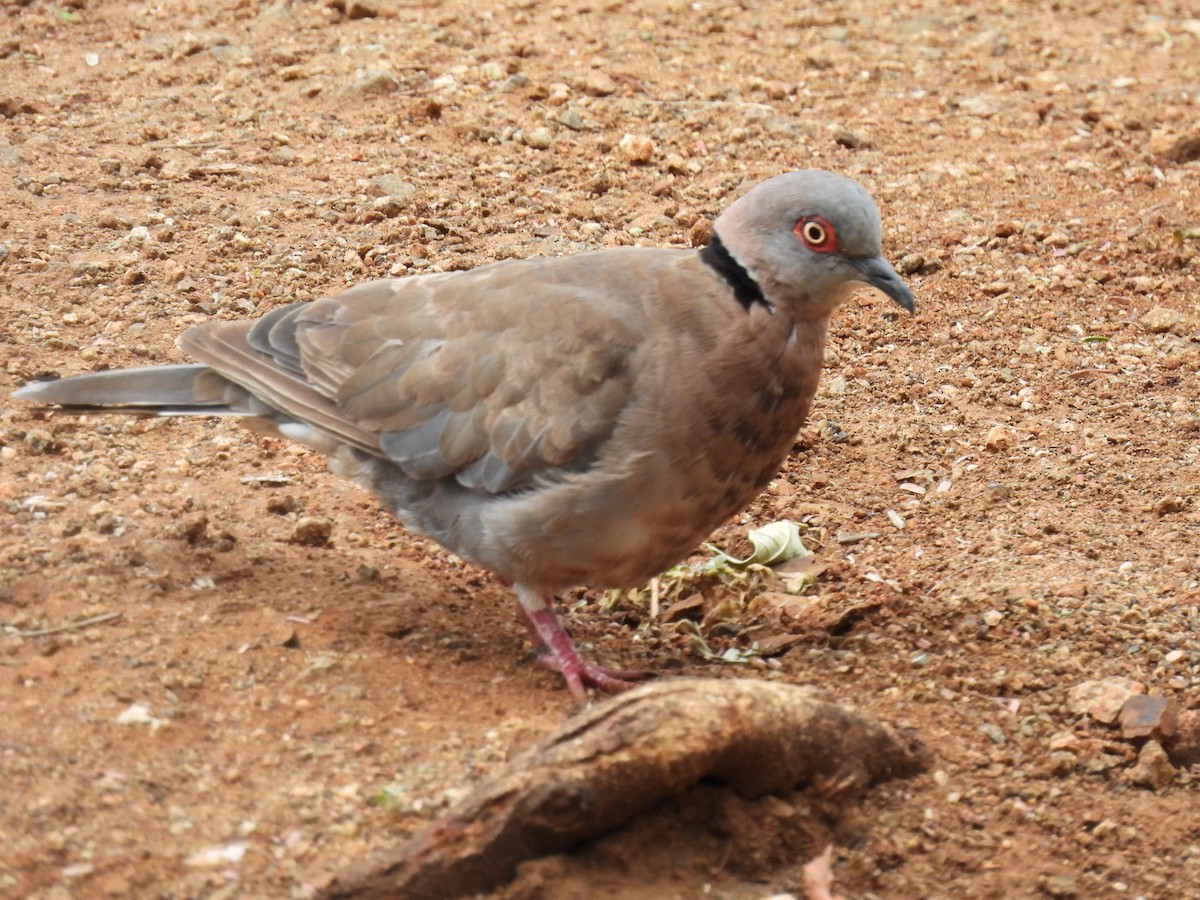 Mourning Collared-Dove - ML642595871