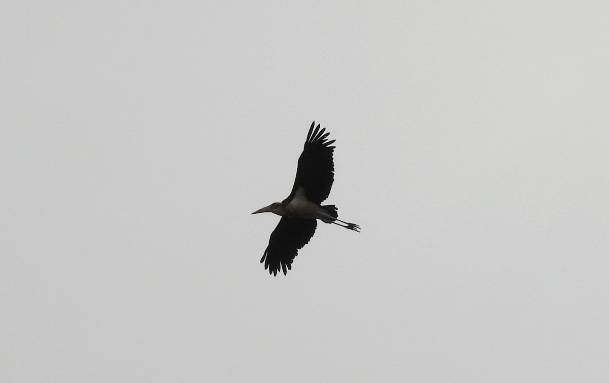 Marabou Stork - ML642595884