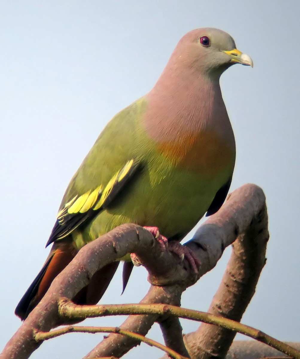 Pink-necked Green-Pigeon - ML642595896