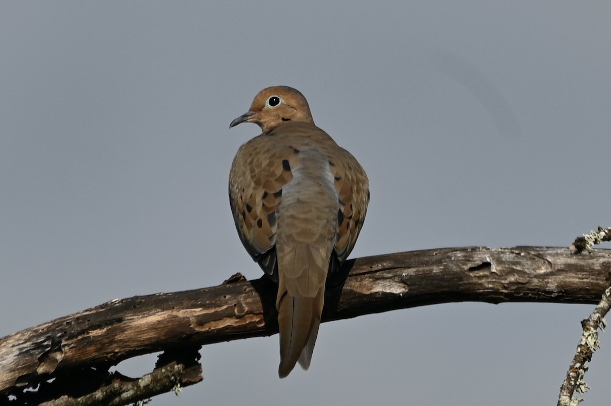 Carolinataube - ML642595909