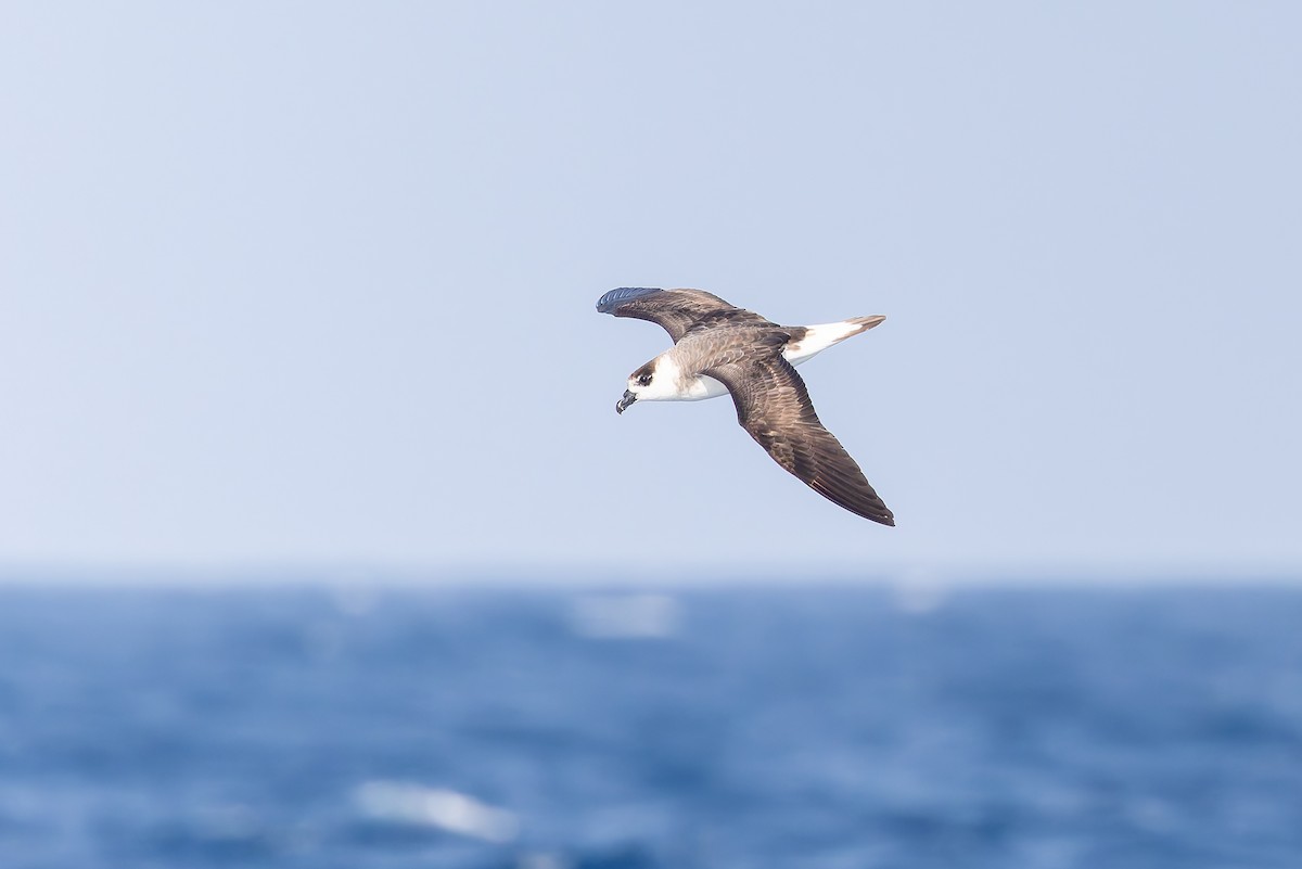 Black-capped Petrel - ML642595944
