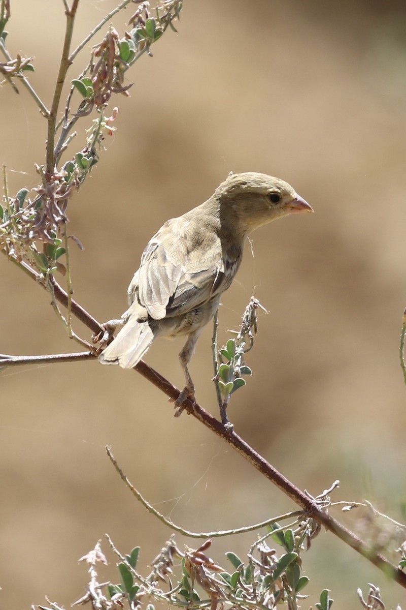sahelspurv - ML642595987