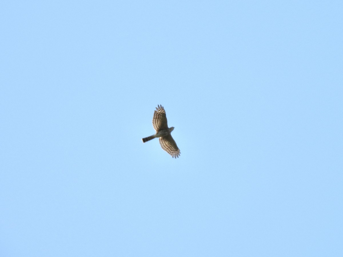 Sharp-shinned Hawk - ML642596008
