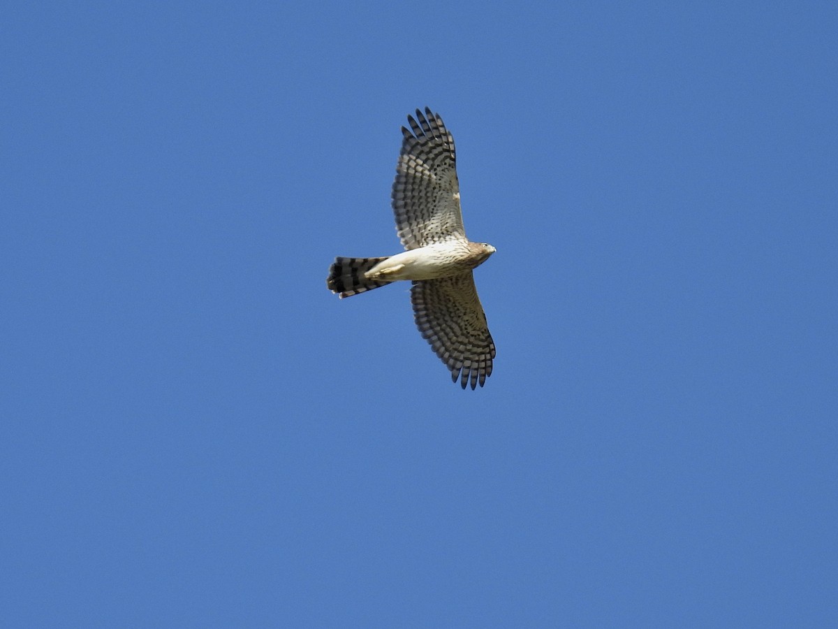 Cooper's Hawk - ML642596018
