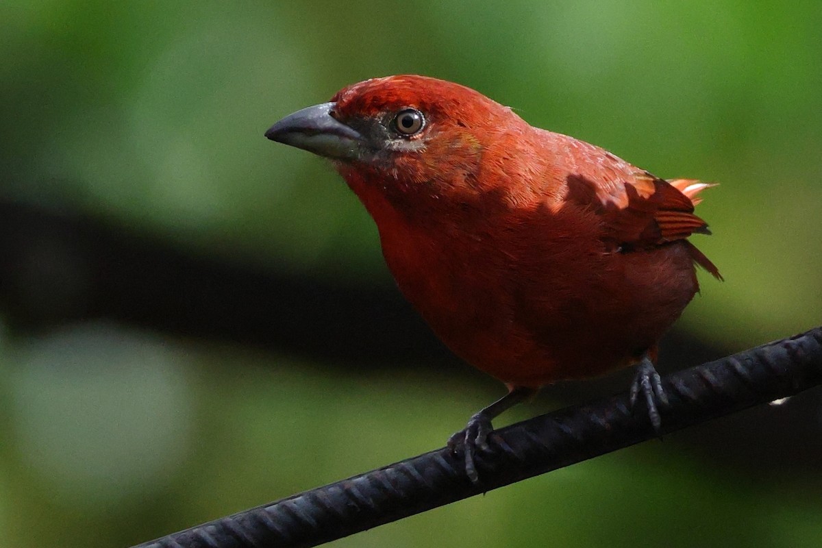 Hepatic Tanager - ML642596029