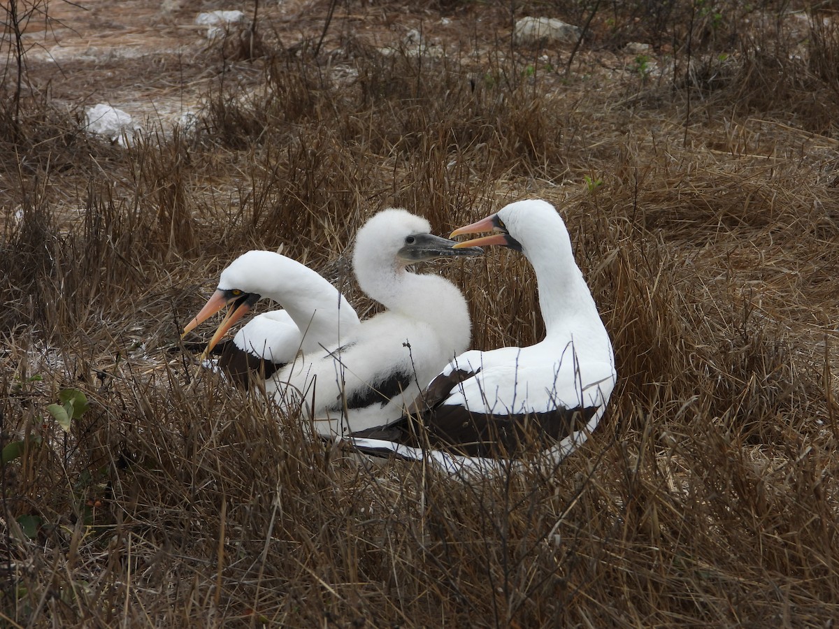 Nazca Booby - ML642596030