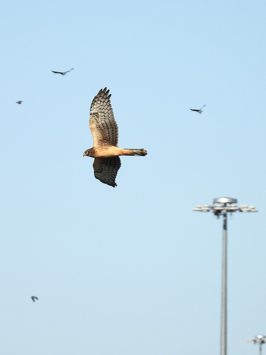 Northern Harrier - ML642596033