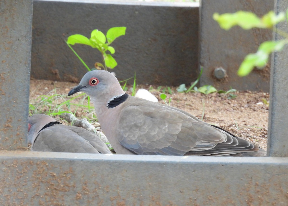 Mourning Collared-Dove - ML642596035