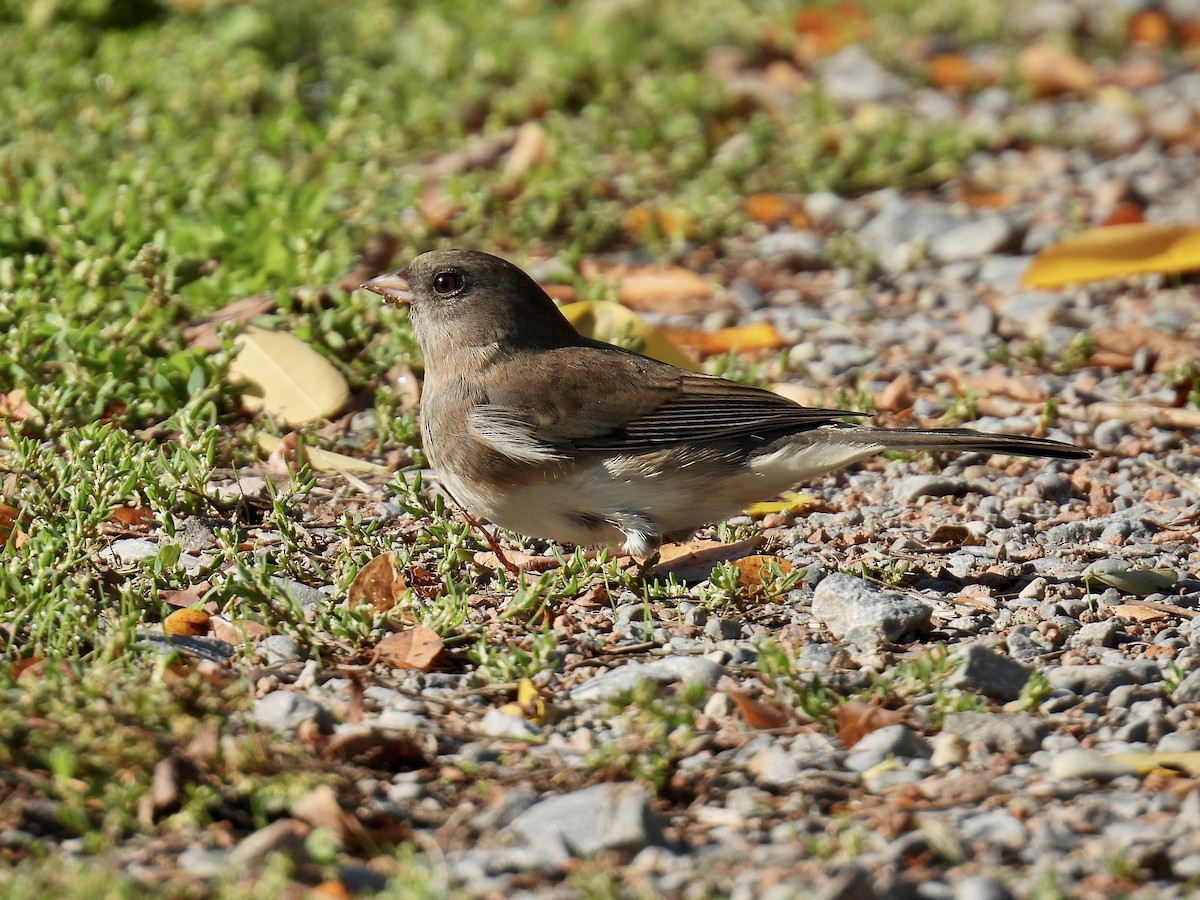 Dark-eyed Junco - ML642596061