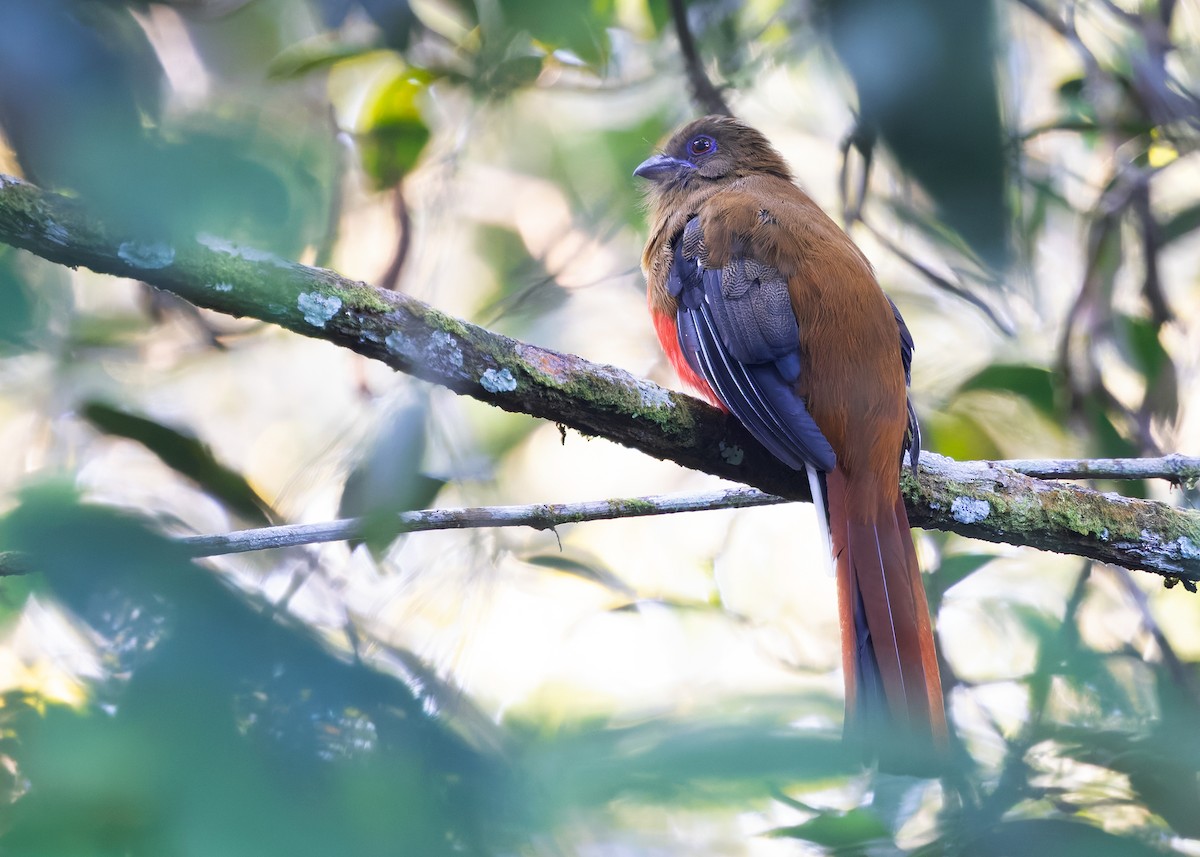 Red-headed Trogon - ML642596069