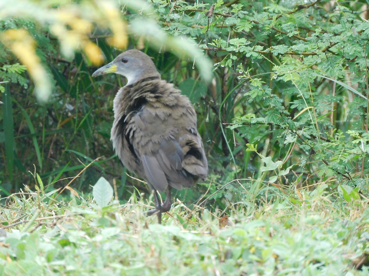 Brown Crake - ML642596072
