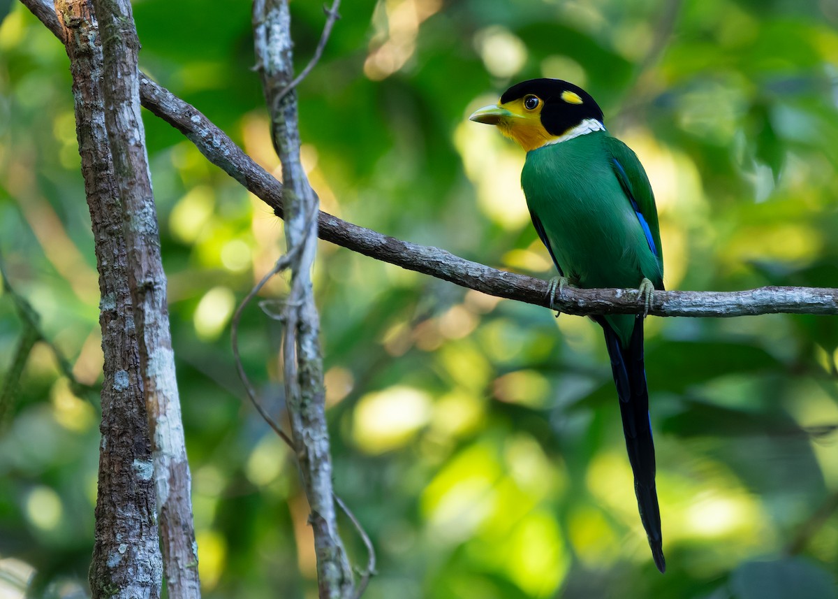 Long-tailed Broadbill - ML642596074