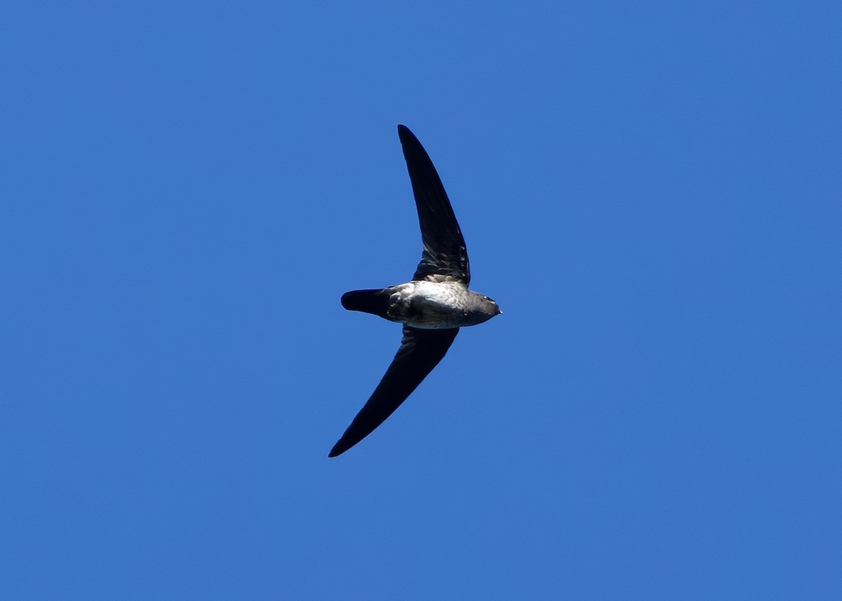 Plume-toed Swiftlet - ML642596081