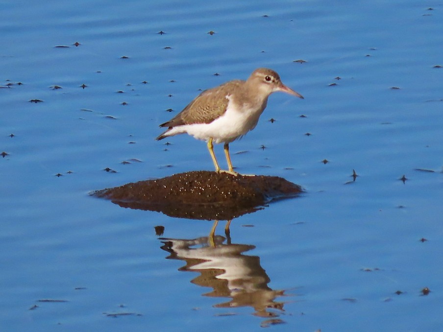Spotted Sandpiper - ML642596083