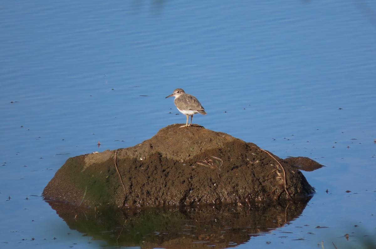 Spotted Sandpiper - ML642596084