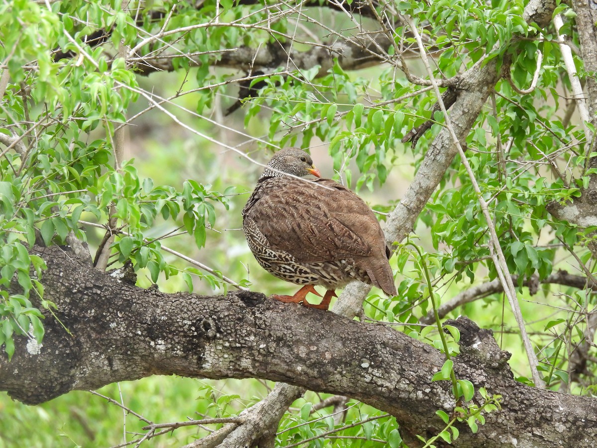 Natal Spurfowl - ML642596088