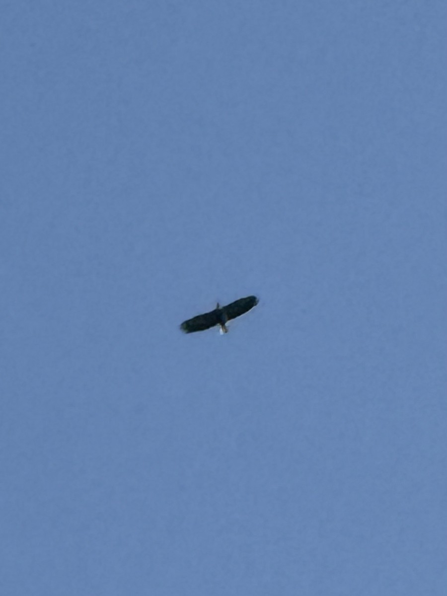 Bald Eagle - ML642596089