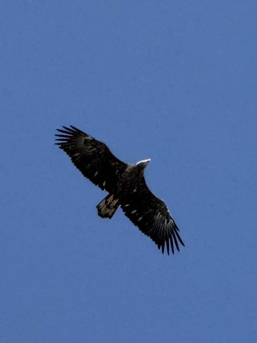 Bald Eagle - ML642596091