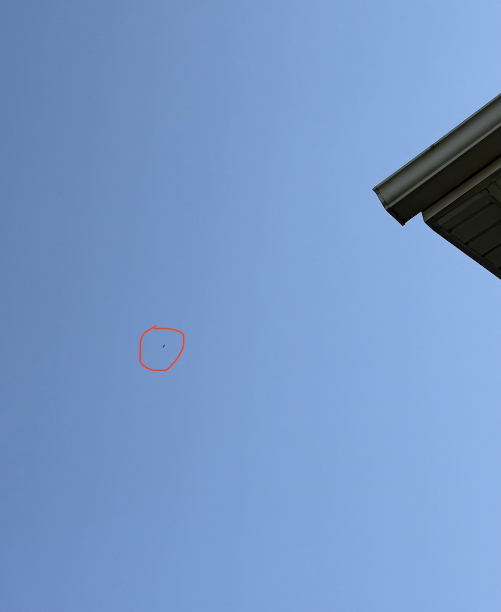 Bald Eagle - ML642596092