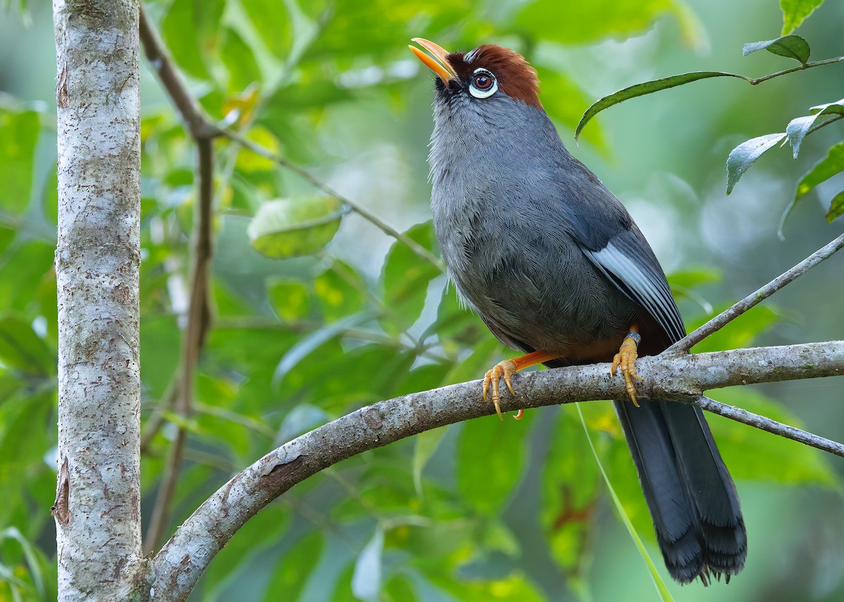 Chestnut-capped Laughingthrush - ML642596107