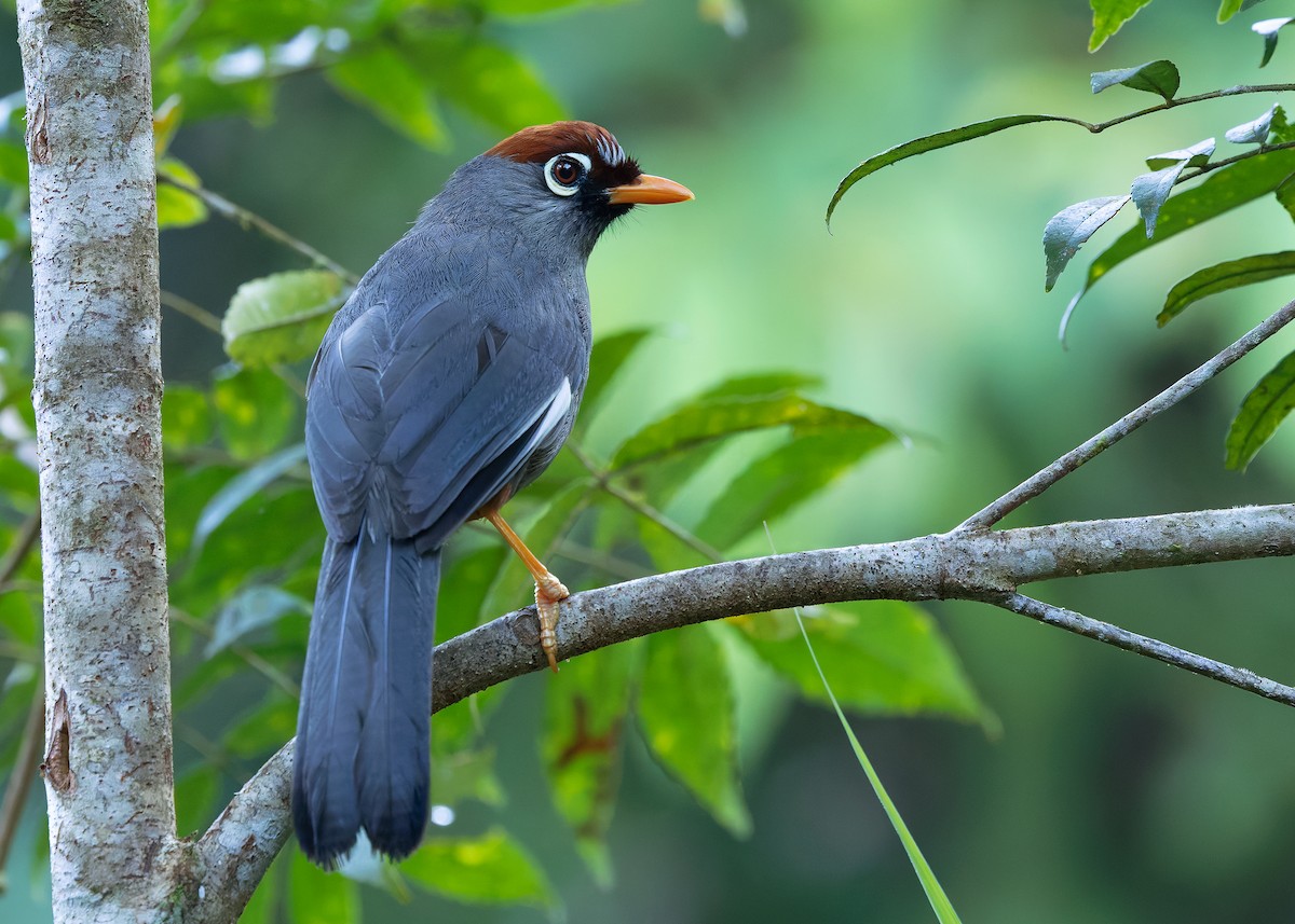 Chestnut-capped Laughingthrush - ML642596108