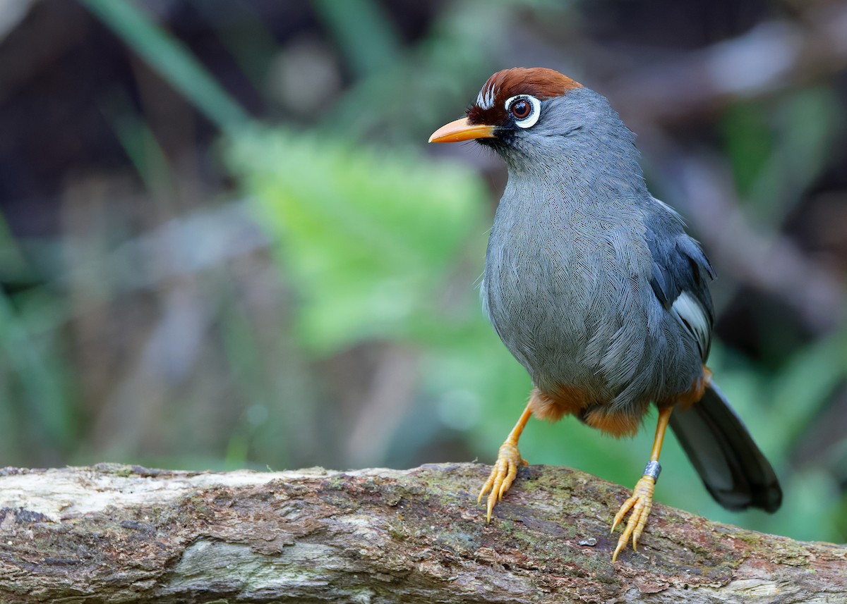 Chestnut-capped Laughingthrush - ML642596109