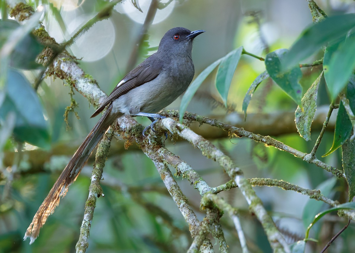 Long-tailed Sibia - ML642596115