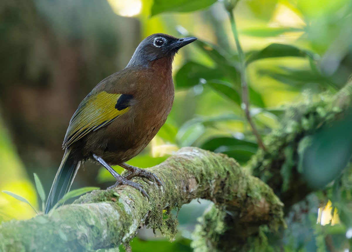 Malayan Laughingthrush - ML642596118