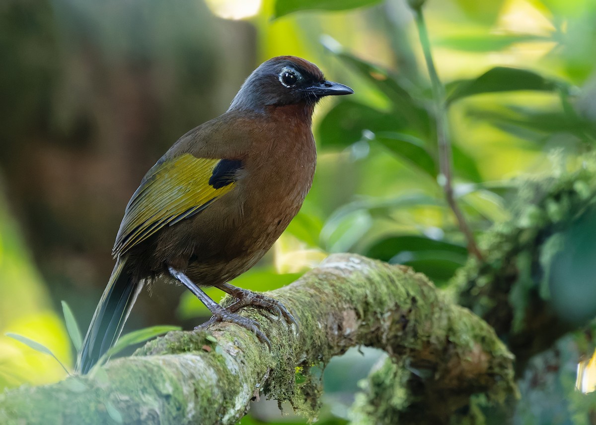 Malayan Laughingthrush - ML642596119