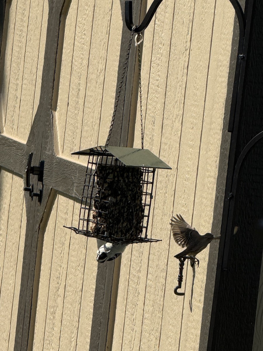 Downy Woodpecker - ML642596123