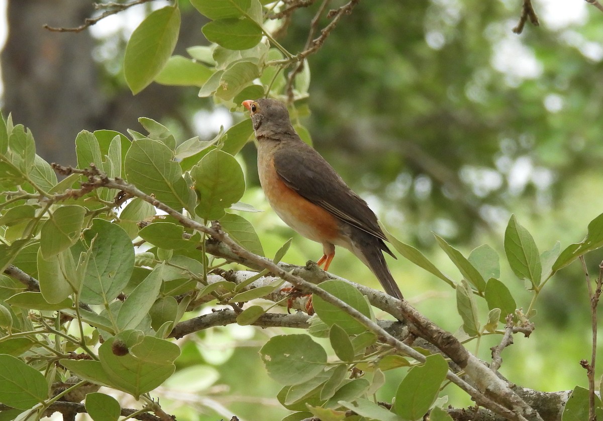 Kurrichane Thrush - ML642596152