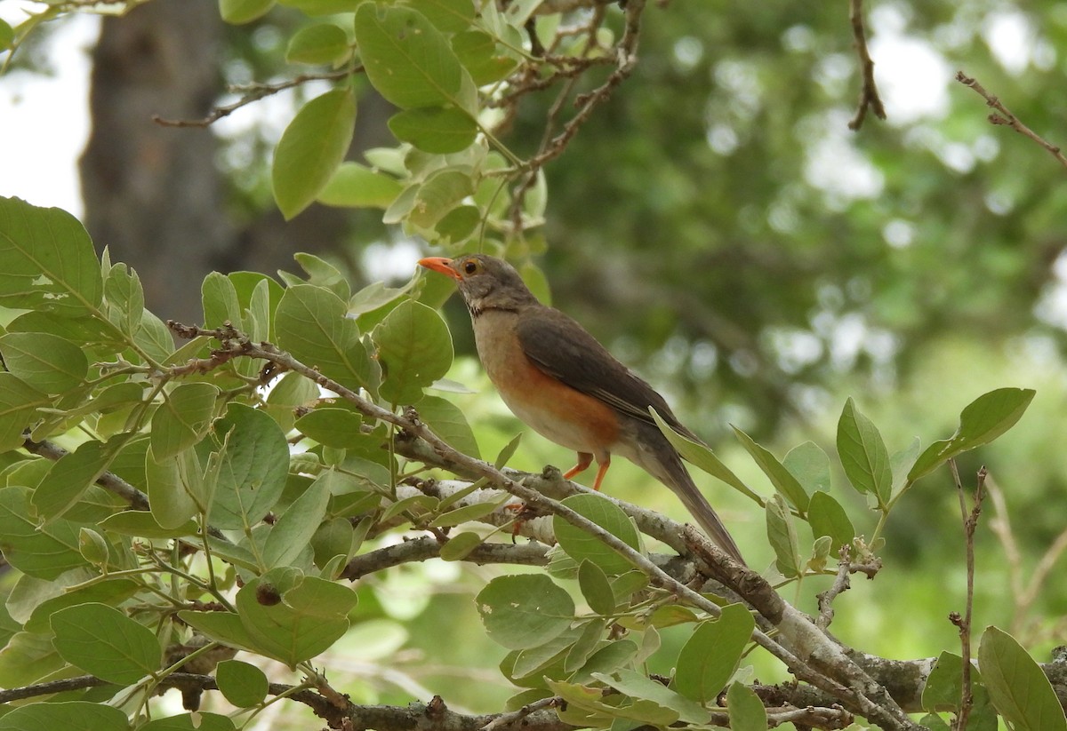 Kurrichane Thrush - ML642596153