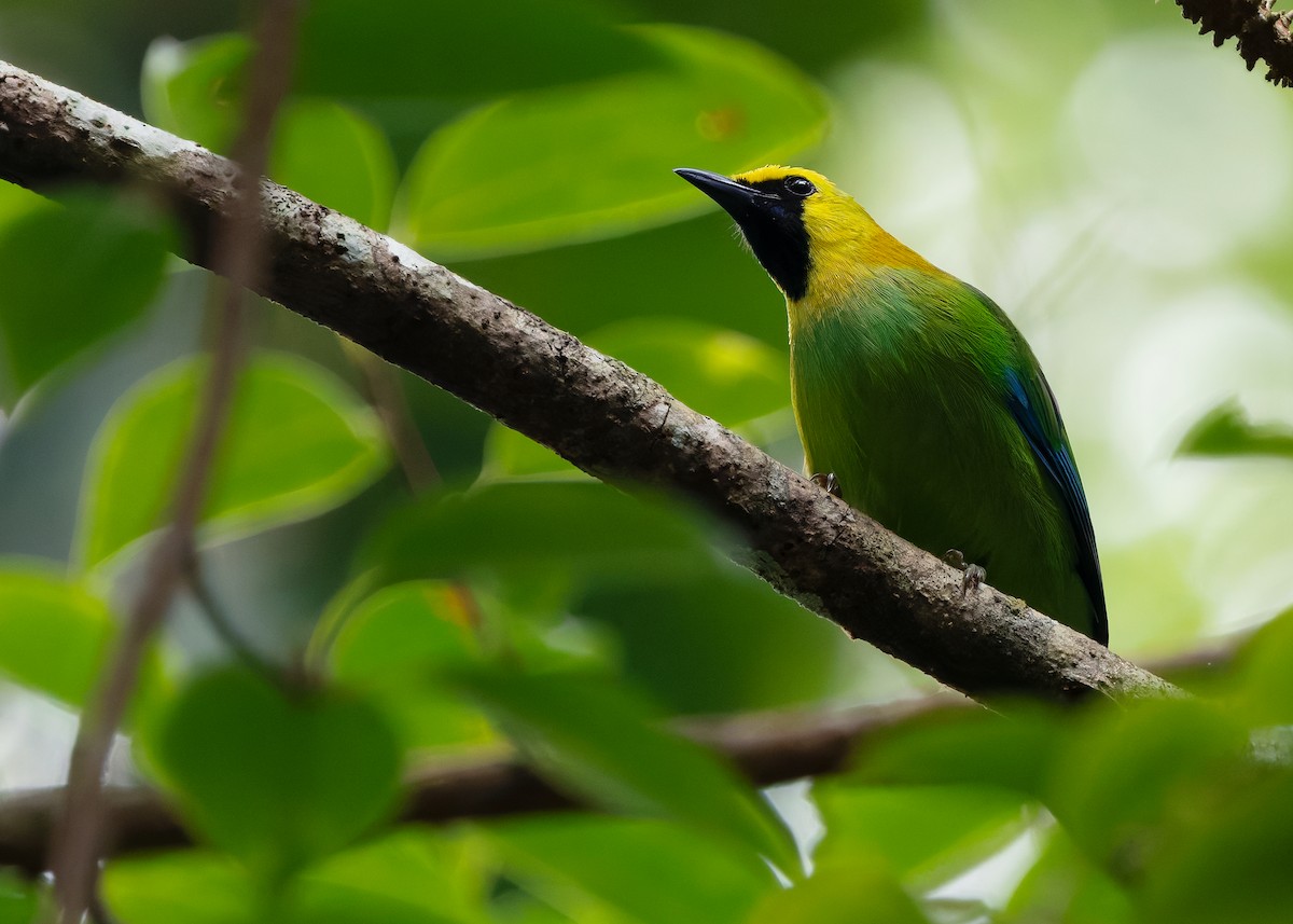 Blue-winged Leafbird - ML642596174