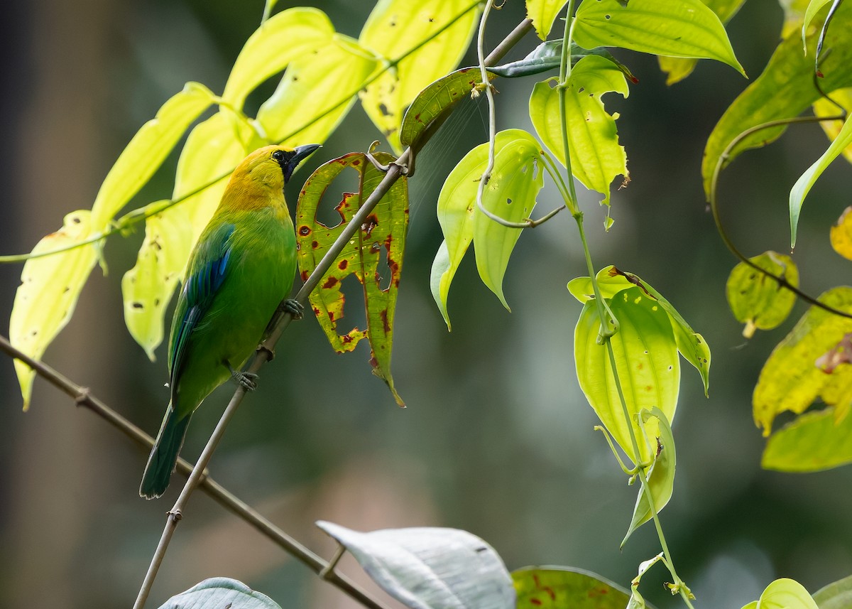 Blue-winged Leafbird - ML642596176