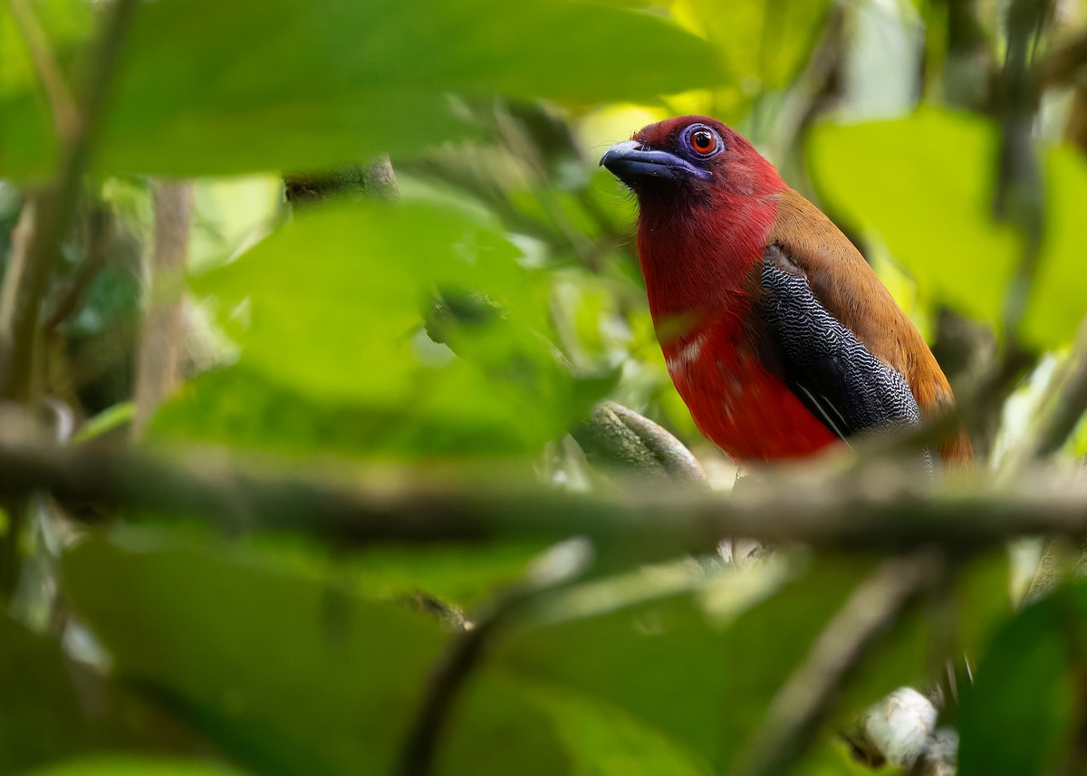 Red-headed Trogon - ML642596197