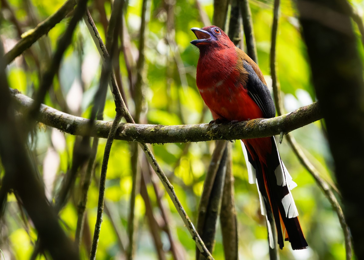Red-headed Trogon - ML642596198